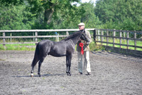 Class 34 Section B yearling colt