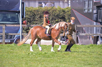 Championship-Pretty Polly