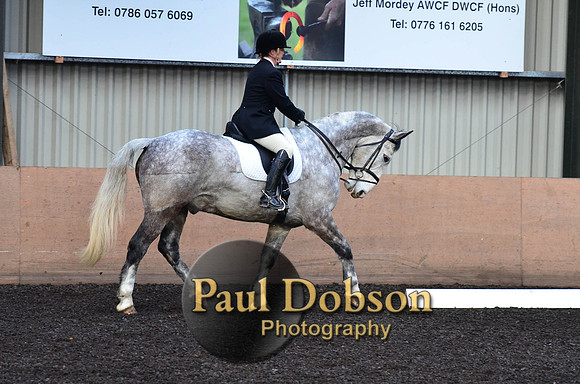 dressage-2424
