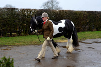 Stallion Grading