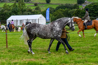C008 Sports Horse