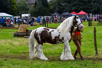IHC_0875