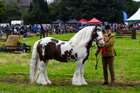IHC_0876