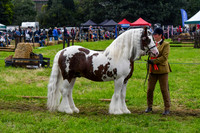 IHC_0877