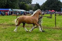 IHC_0881