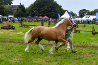 IHC_0882