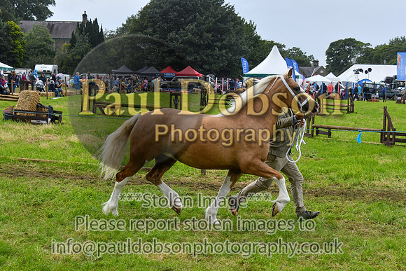 IHC_0882