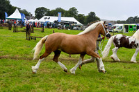 IHC_0883