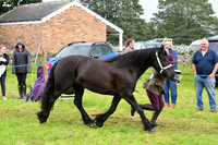 IHC_0884