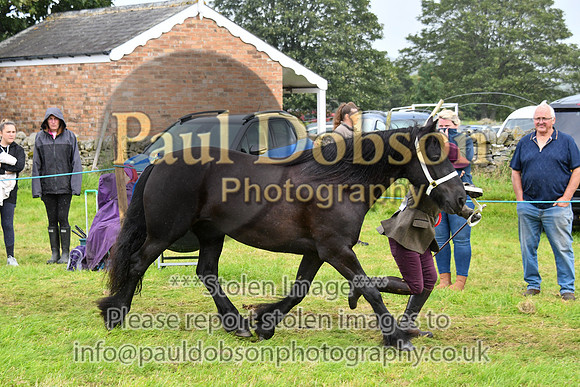 IHC_0884