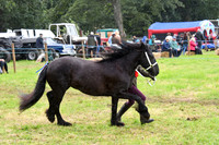 IHC_0888