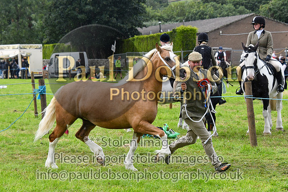 IHC_0912