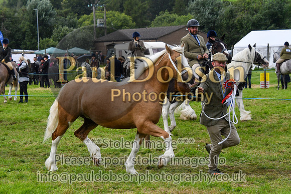 IHC_0914