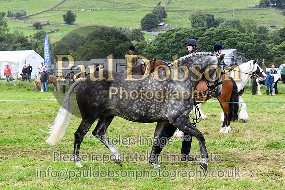 IHC_0919