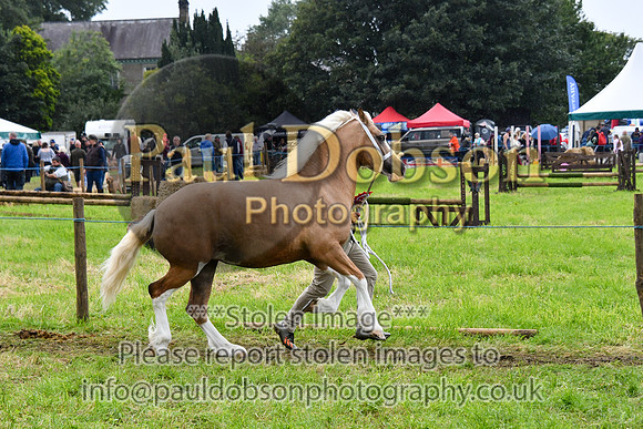IHC_0920