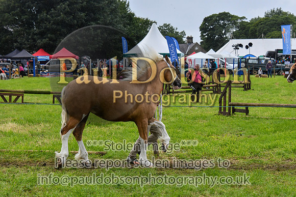 IHC_0921