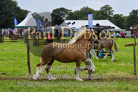 IHC_0922
