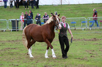 Class 30-Welsh C,D Barren mare, geld