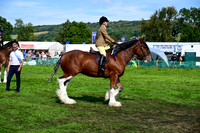 CHC_8271