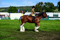 CHC_8272