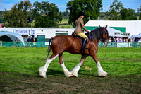 CHC_8274