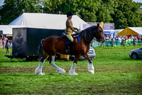 CHC_8277