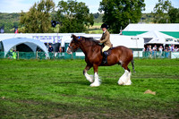 CHC_8281