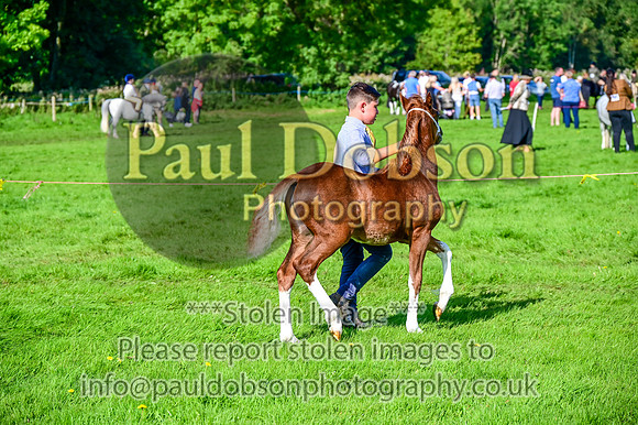 CHH_7453