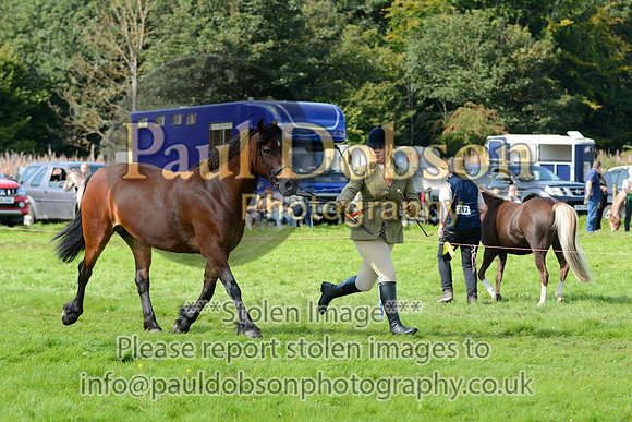 WDC_5320