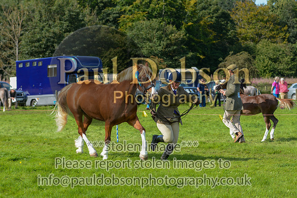 WDC_5330