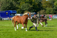 WDC_5331