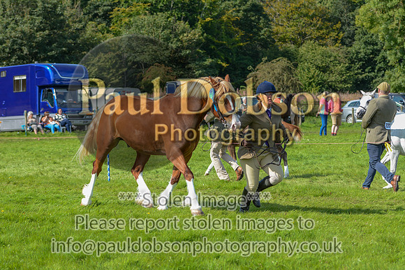 WDC_5332