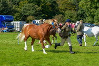 WDC_5333