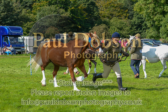 WDC_5333