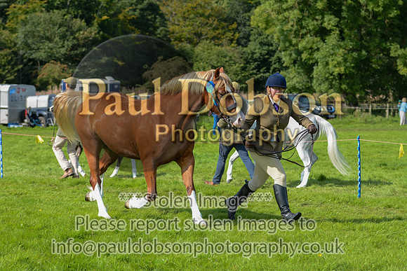 WDC_5334