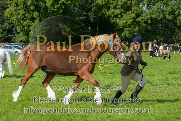WDC_5335