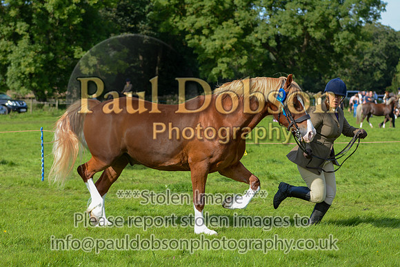 WDC_5336