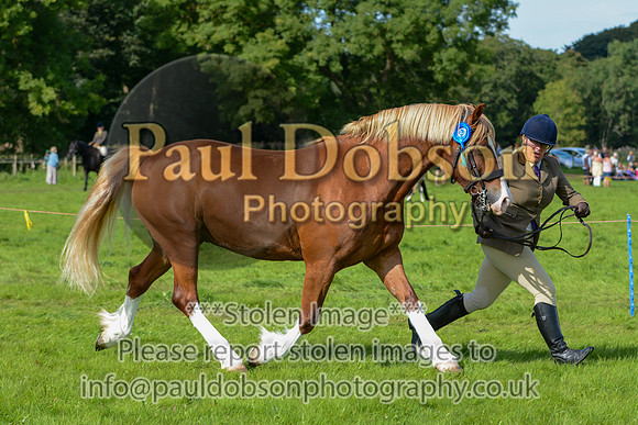 WDC_5337