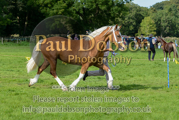 WDC_5358