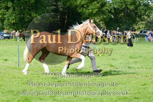 WDC_5356