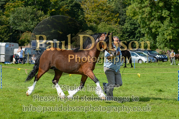 WDC_5370