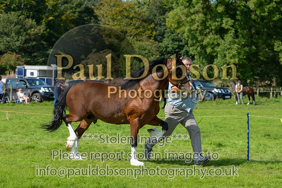 WDC_5371