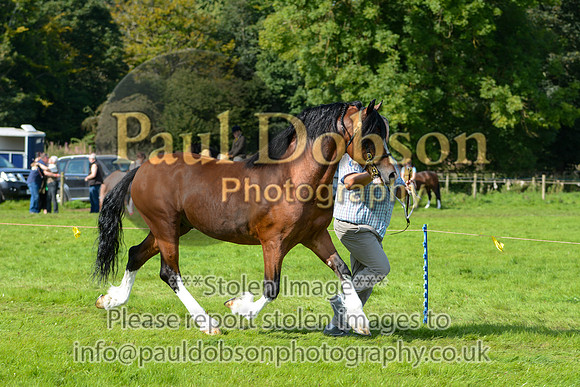 WDC_5372