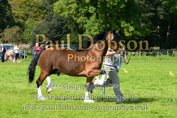 WDC_5373