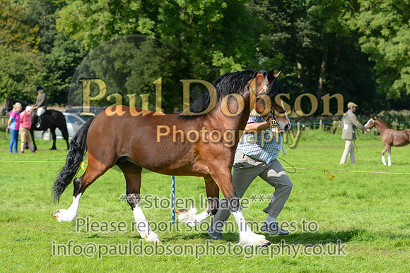 WDC_5374