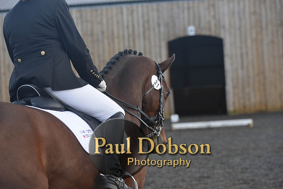 dressage-7311