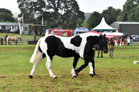 Championships-Coloured IH