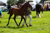 Class 54-Cleveland Bays COlt, filly foal
