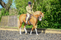 Class 117 Welsh B Open Ridden-Stallion, Mare, Gelding 4yrs plus