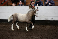 Class 24-Sect A Foal, filly or gelding